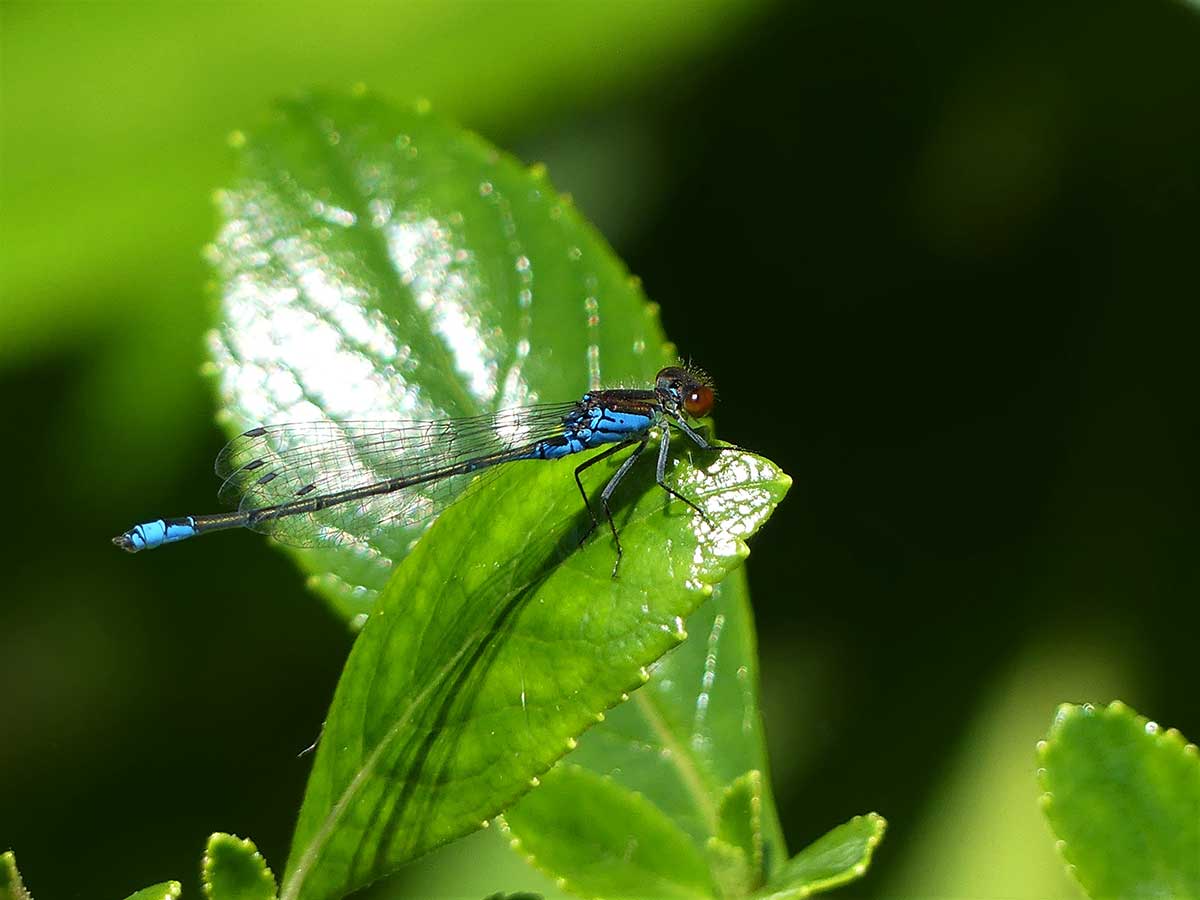 Erythromma_viridulum